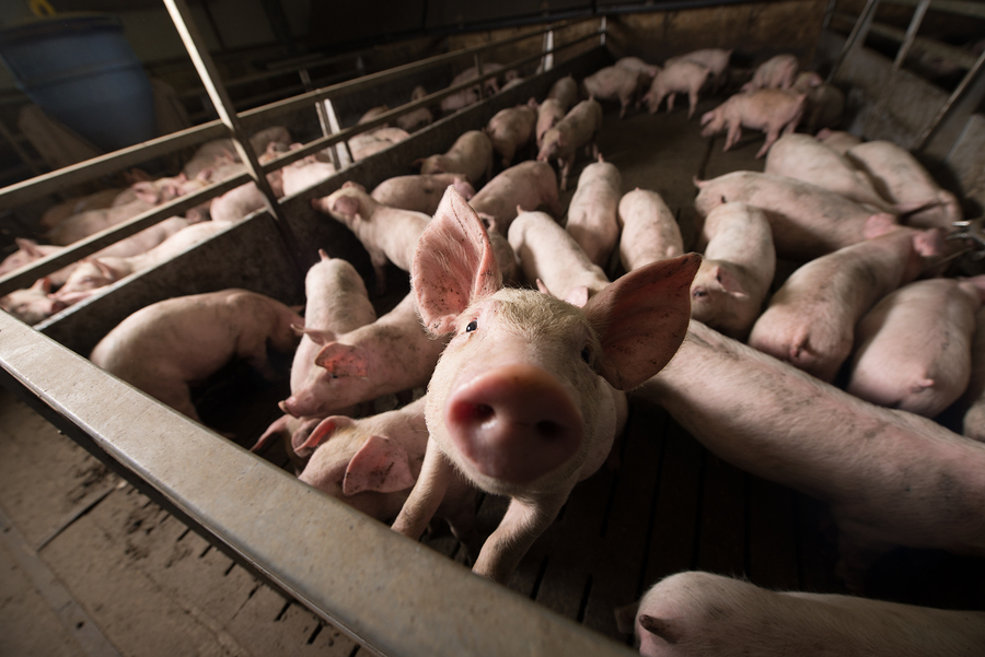 Report Shows Farm Animal Welfare Increasingly Important to Food Sector -  Food Industry Executive