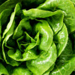 Fresh Veggie Prices Soar in April, Food Prices Still Increasing: CPI Data Fresh green lettuce salad leaves closeup. Vegetable salad lettuce.