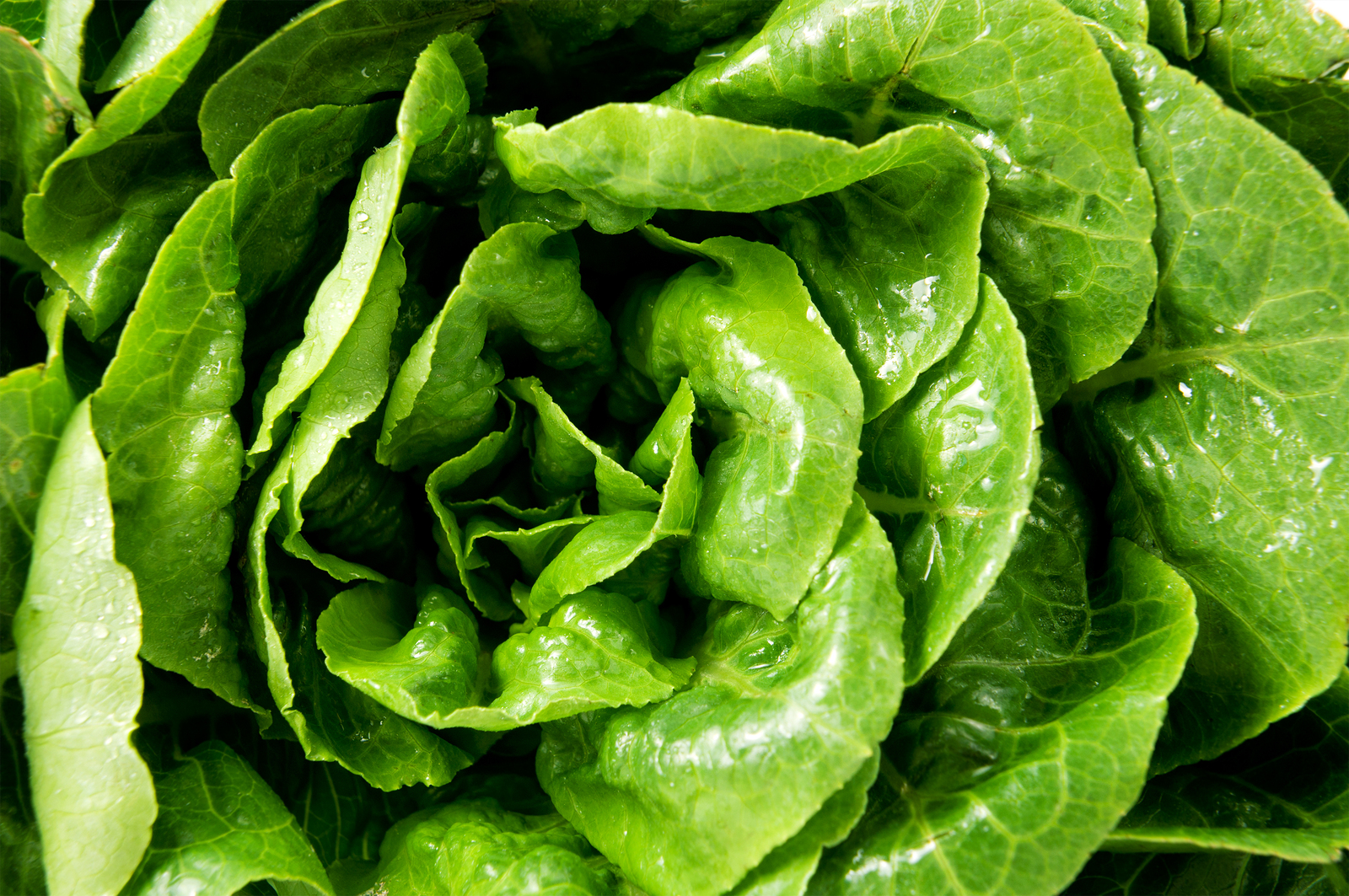 Fresh green lettuce salad leaves closeup. Vegetable salad lettuce.