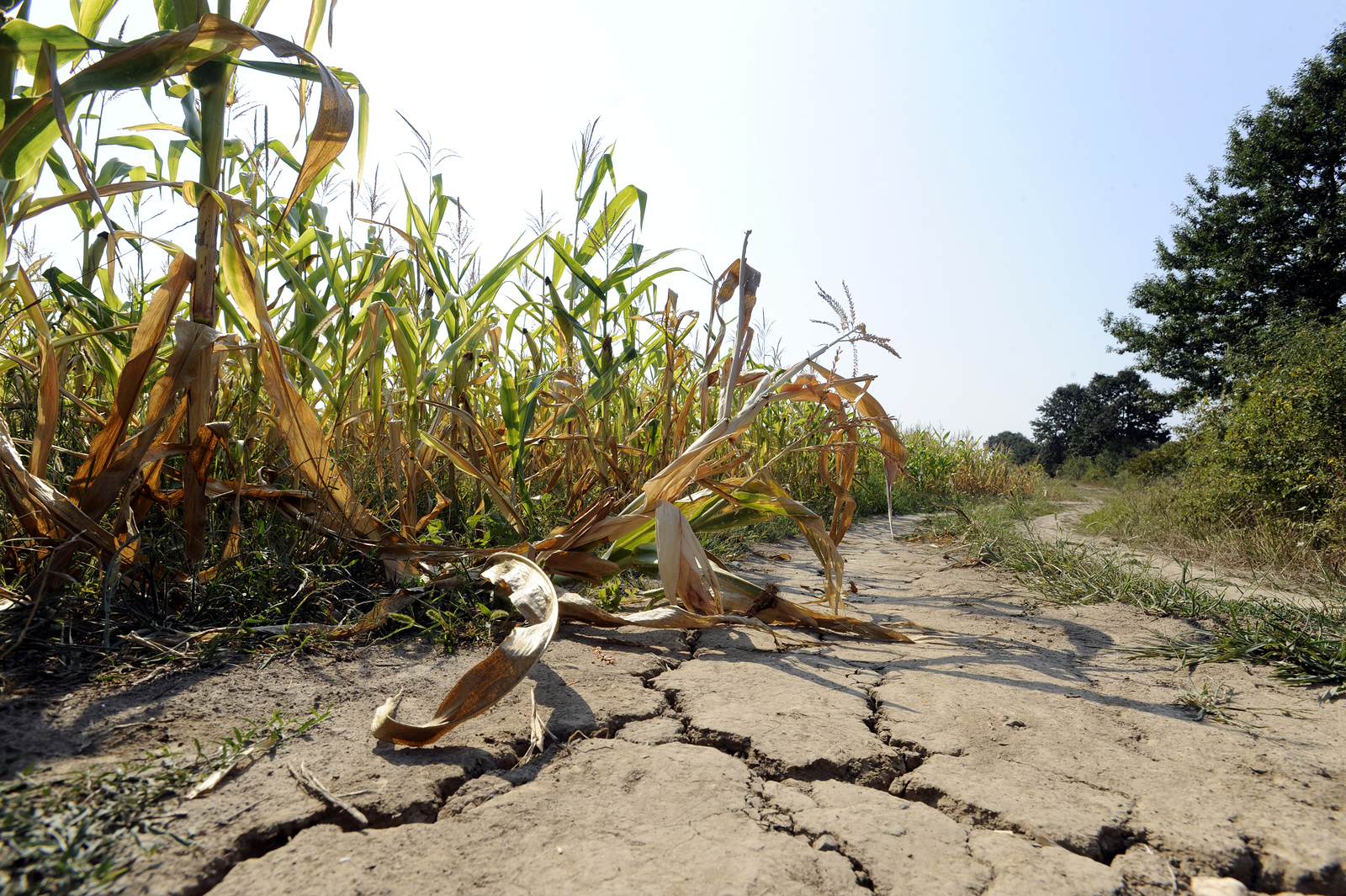 Food companies and climate change -- corn field and drought image