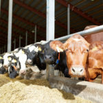 Food Prices Steady in June Despite Rising Cost of Beef: CPI Data Food Prices Steady