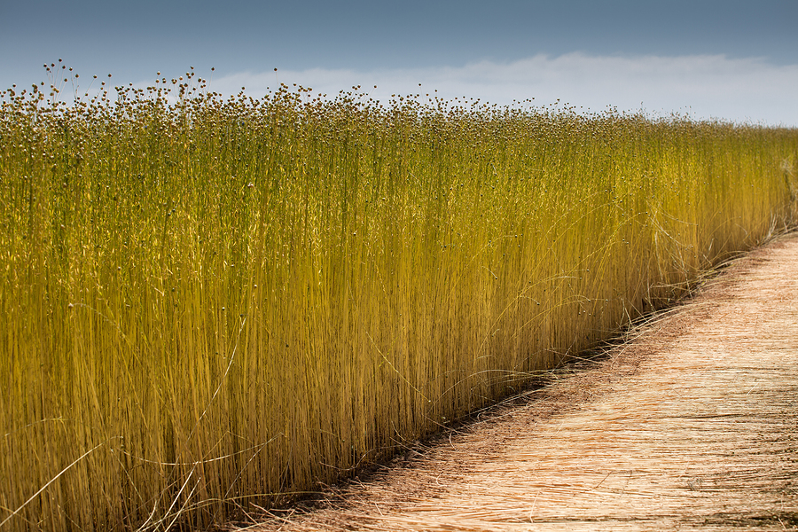 Flax seed field