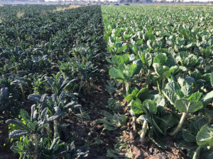 Kale and chard post-regular harvest