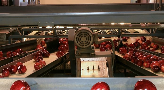 Is Your Small Business Really a Small Business Under FSMA? Apples On Conveyor Belt