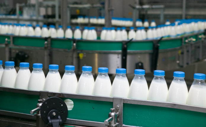 Dairy Plant. Conveyor with milk bottles. Line.