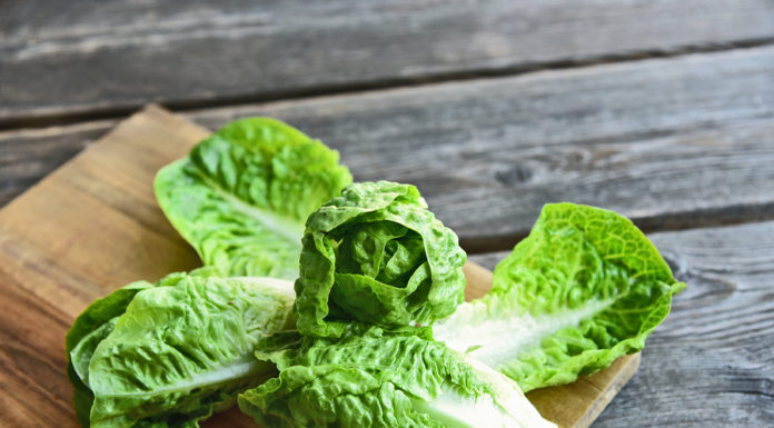 New Technology Shortens E. coli Detection Time from Days to Hours romaine lettuce