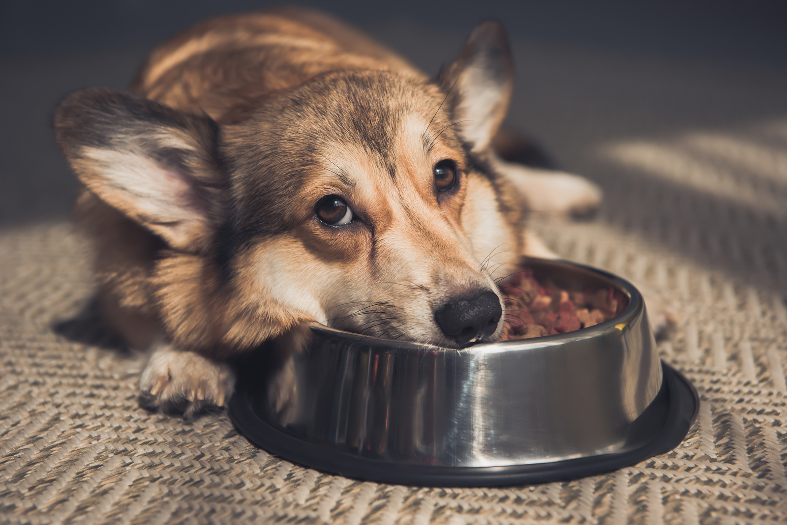 Peas in on sale dog food fda