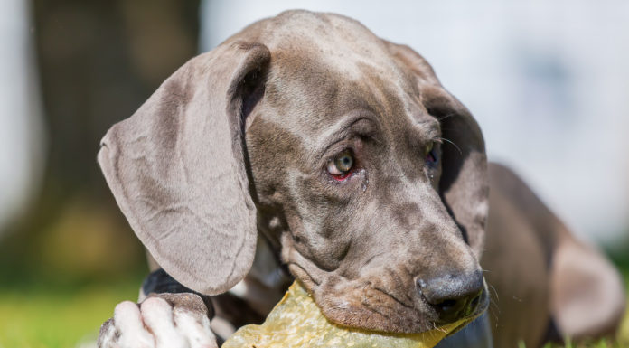 Preventing Pet Food Safety Issues and Product Recalls