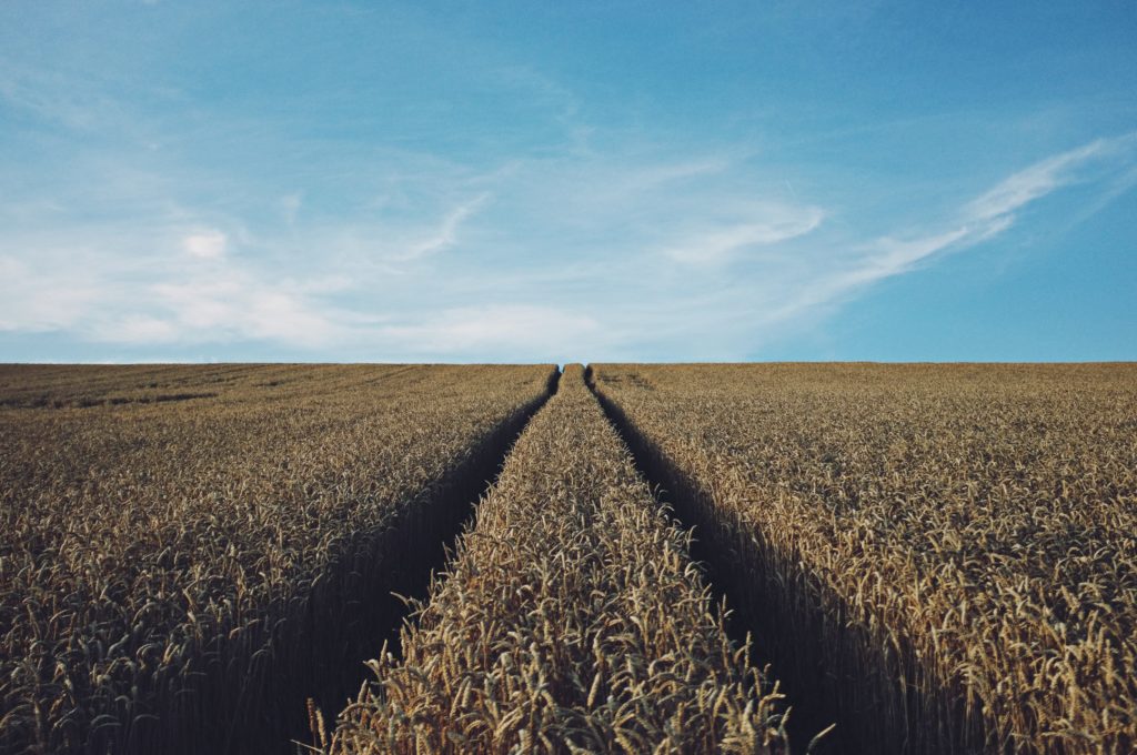Field of Wheat - Image