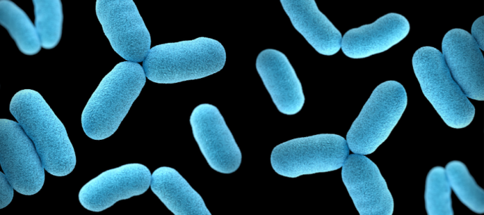 GUT HEALTH AND IMMUNE SYSTEM - Bacteria Image