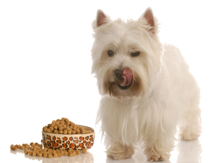 Westie Licking Lips With Dog Food