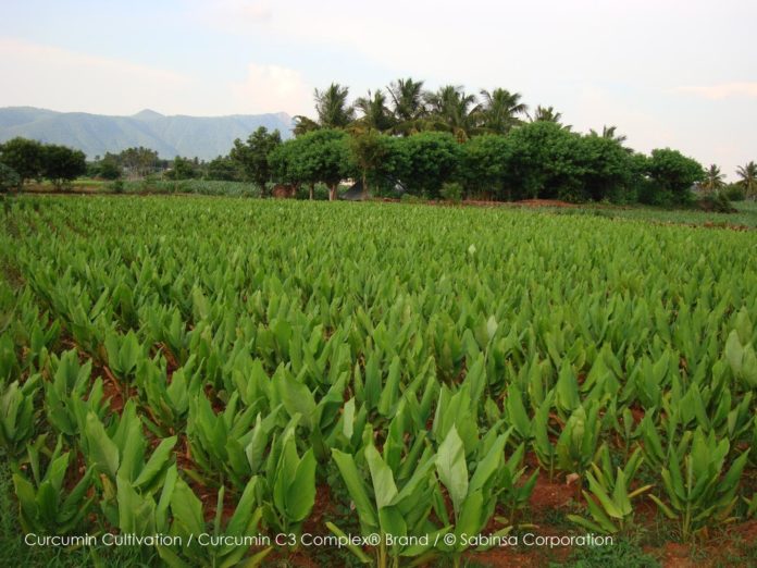 Sabinsa Ingredients - Grown Crop in the Field