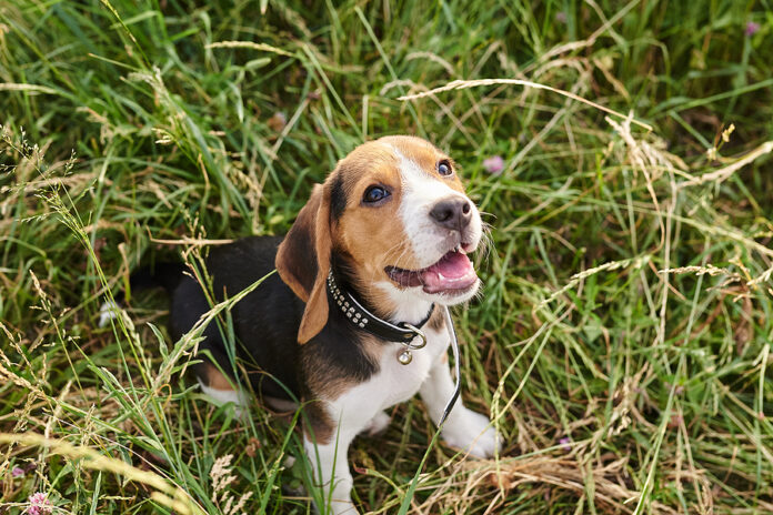 Beagle Puppy With His Mouth Open