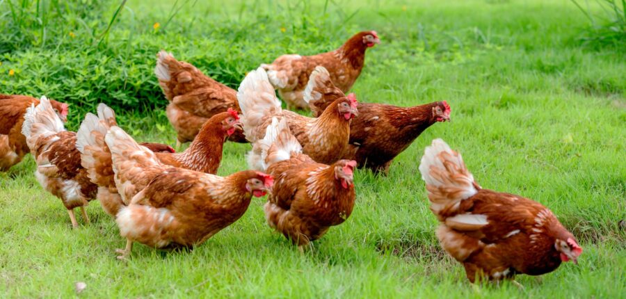 Burger King, Popeyes, Tim Hortons Announce Global Cage-Free Policies - Vimarsana News