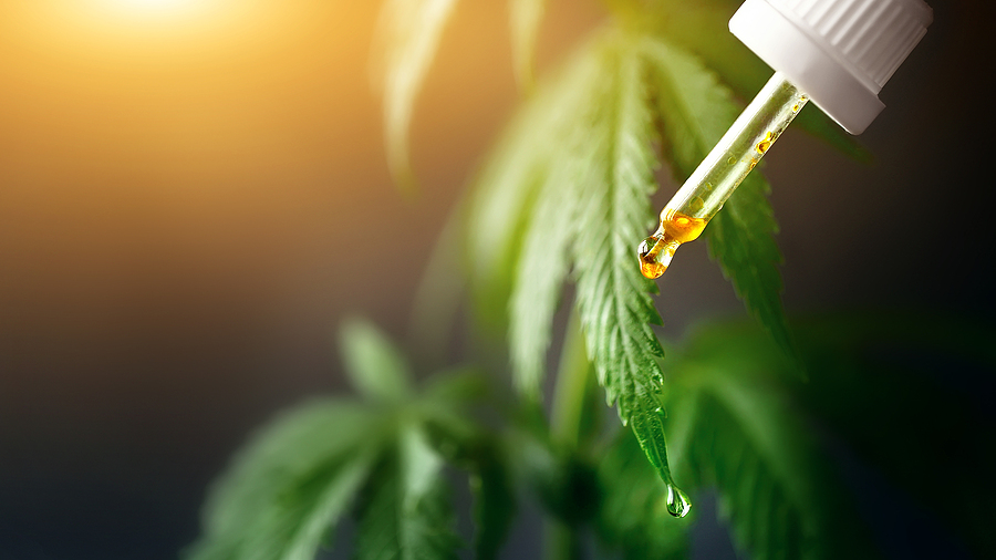 Cbd Cannabis Droplet Dosing A Biological And Ecological Hemp Pla