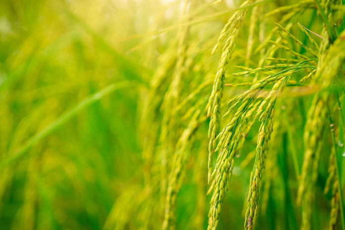 Selective Focus On Ear Of Rice. Green Paddy Field. Rice Plantati