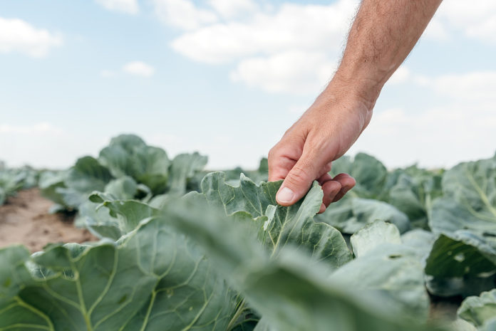 Male Farmer Agronomist Examining White Cabbage Crop Plant Develo