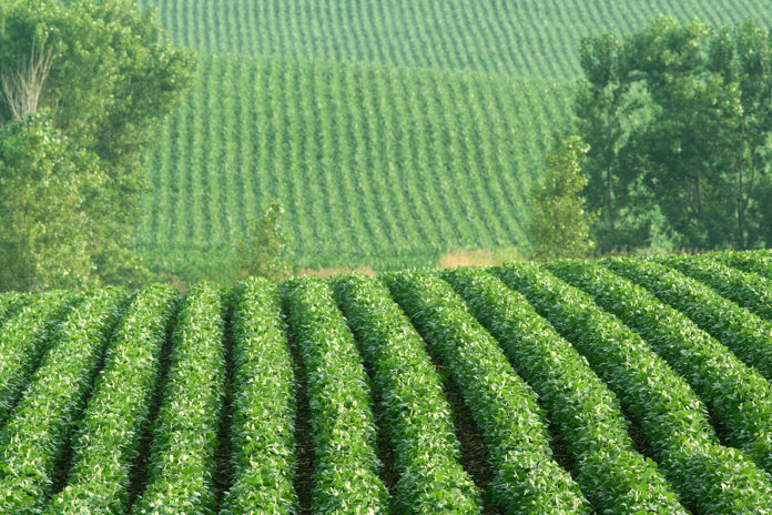 Rows Of Soybeans On Hillside
