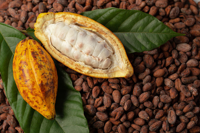 Ripe Cocoa Pod And Nibs, Cocoa Beans Set Up The Background.