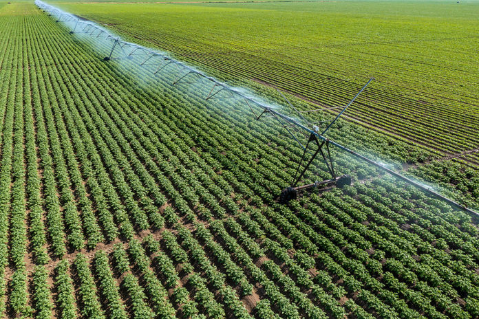 Aerial Shot Of Irrigation Sprinklers In Cultivated Potato Planta