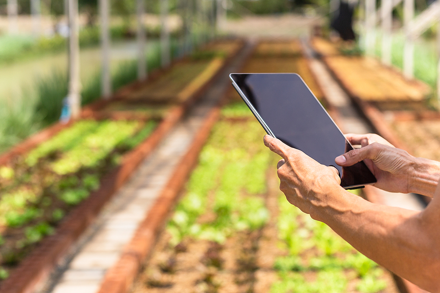 Asian Farmer Examining Vegetable With Tablet Computer In Hydropo