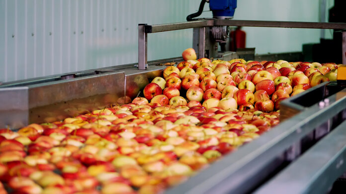 Fresh Picked Apple Harvest. The Process Of Washing Apples In A F