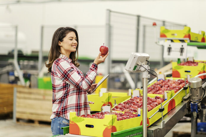 A Controller Assess Quality Of Apples At Food Industry.