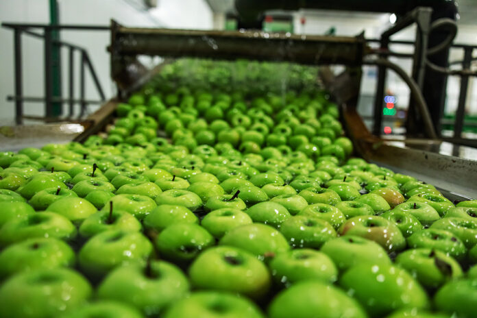 Green Apples In Focus. Agriculture And Production Of Organic App
