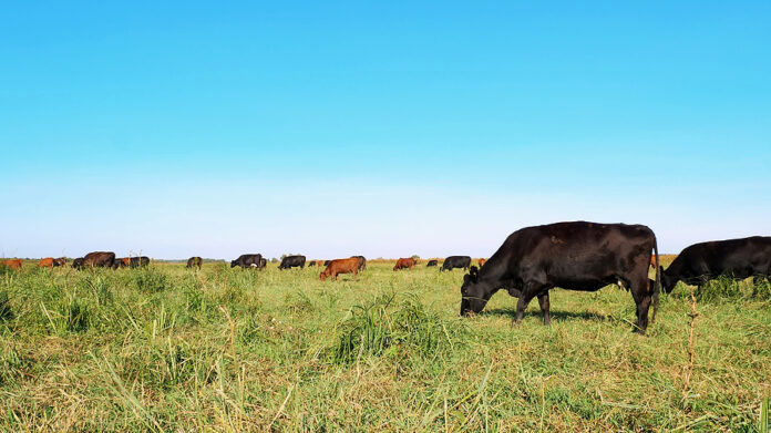 In Meadow, On Farm, Big Brown And Black Pedigree, Breeding Cows,