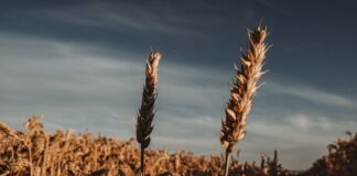 AI Cost Forecasting: Turning Input-Cost Volatility Into a Margin Lever