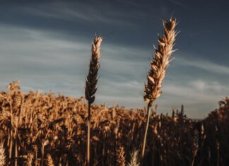 AI Cost Forecasting: Turning Input-Cost Volatility Into a Margin Lever