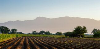 Heavy Metals Are a Supply Chain Problem, Not a Protein Problem