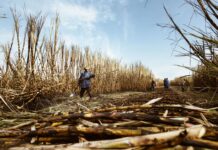 Sugar’s Stocks-to-Use Ratio Fell From 18.9% to 13.4% in One Crop Year