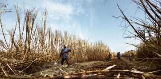 Sugar’s Stocks-to-Use Ratio Fell From 18.9% to 13.4% in One Crop Year