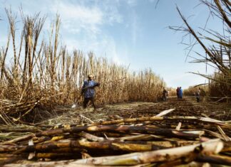 Sugar’s Stocks-to-Use Ratio Fell From 18.9% to 13.4% in One Crop Year