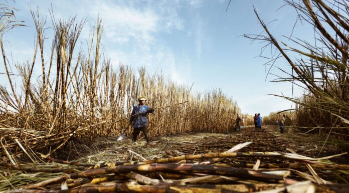 Sugar’s Stocks-to-Use Ratio Fell From 18.9% to 13.4% in One Crop Year